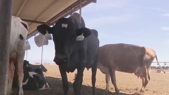 Colorado dairy worker contracts rare case of Bird Flu