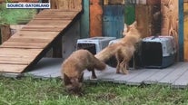 Gatorland rescues 3 red fox siblings