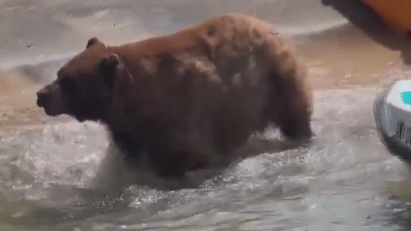 Black bear seen on Tahoe beach