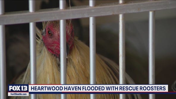 Washington animal rescue on blitz to rehome roosters