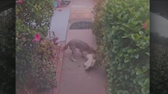 Coyote attacks dog in Shadow Hills neighborhood