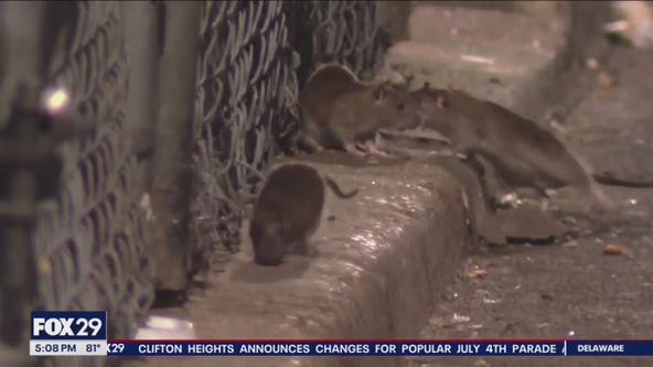 Solutions for rat infestation on horizon as officials inspect neighborhood