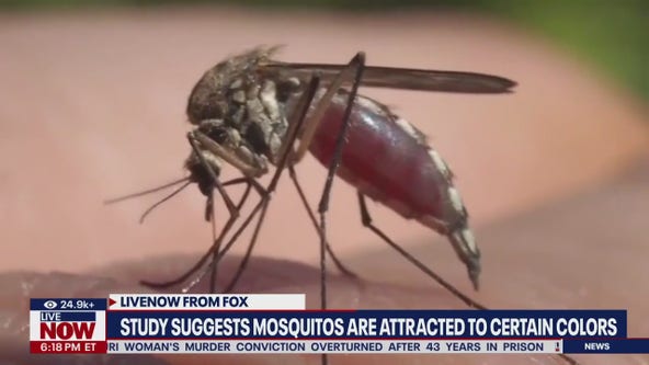 Study suggests mosquitos are attracted to certain colors