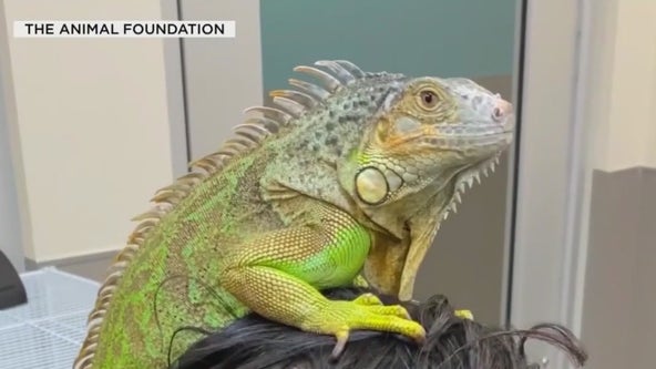 Las Vegas shelter becomes safe haven for homeless exotic pets
