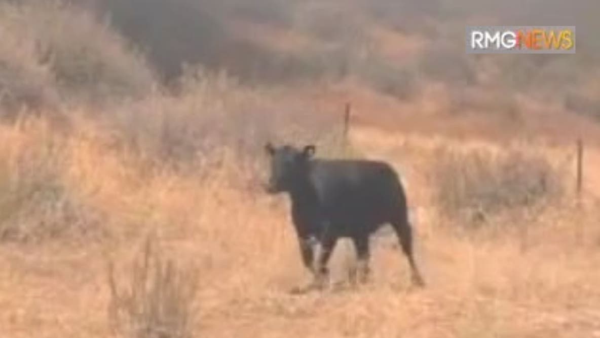 Farm animals running away from active fire