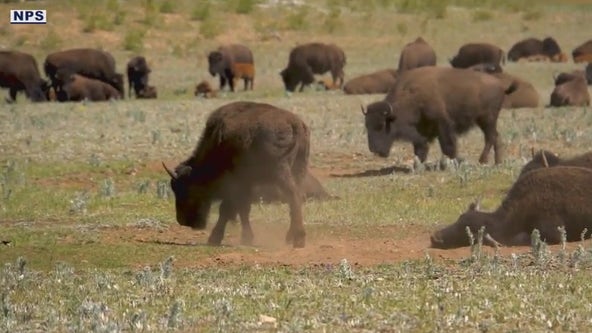 Grand Canyon bison relocated to South Dakota