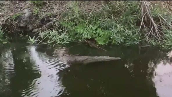 Neighbors fed up with returning crocodile