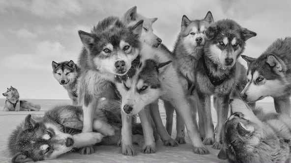 Esteemed nature photographer Paul Nickle shows off amazing 'Reverence' exhibit in River North