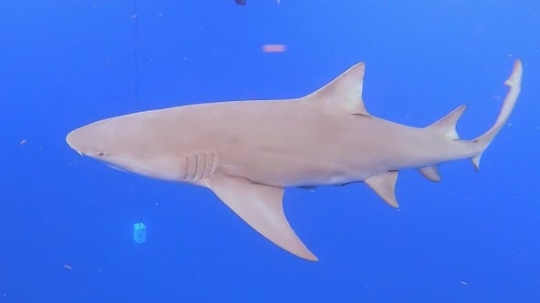 Shark expert weighs in on back-to-back attacks