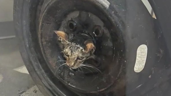 Kitten stuck in tire rescued