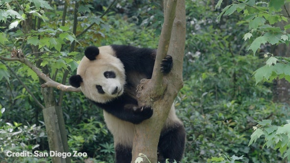 Yun Chuan and Xin Bao: 2 new pandas coming to the US