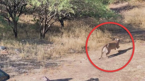 Arizona mountain lion released back into the wild