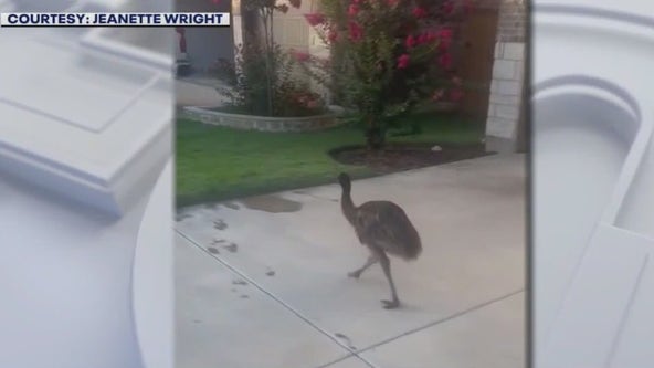 Emu runs wild in Leander neighborhood