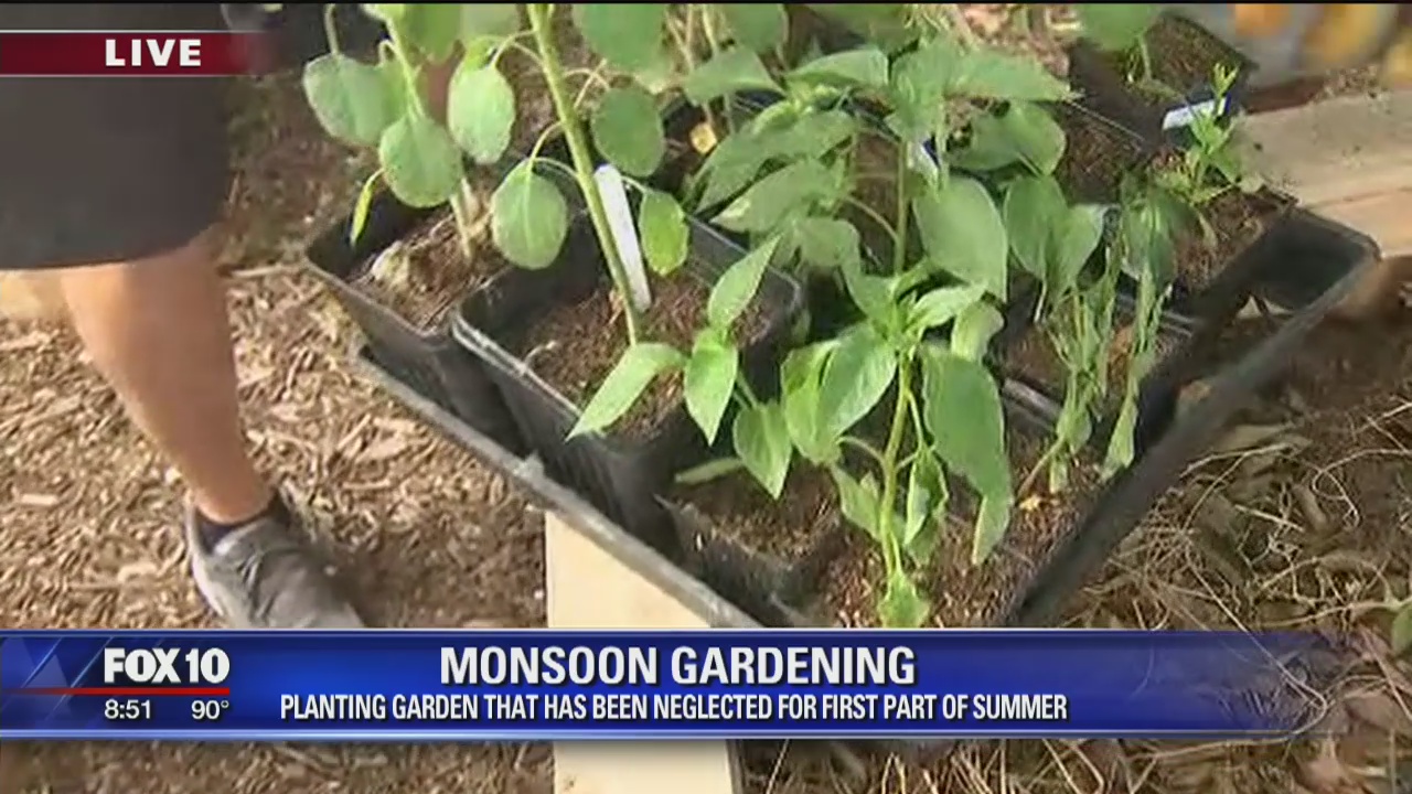 Gardening during the monsoon