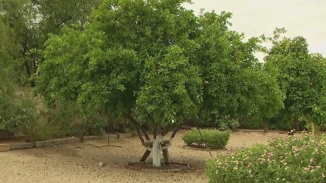 Monsoon preparedness: Getting your trees ready before the storm