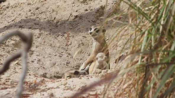 Baby meerkats at San Antonio Zoo