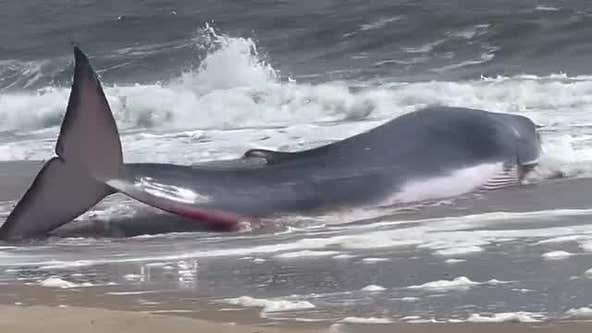 Beached whale in Delaware
