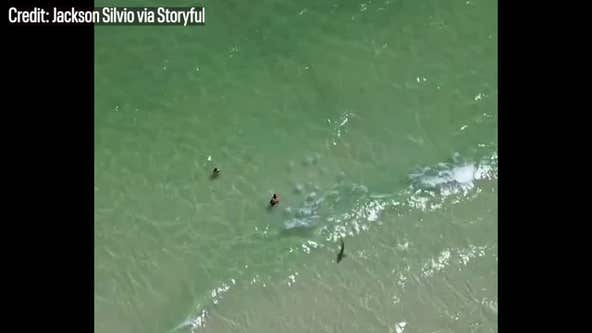 Watch this shark circle swimmers at popular Alabama beach