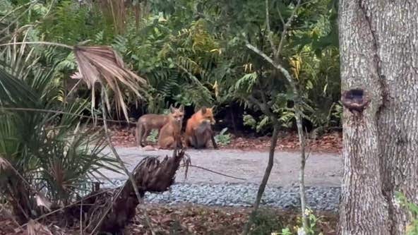VIDEO: Baby foxes roam around Oviedo neighborhood