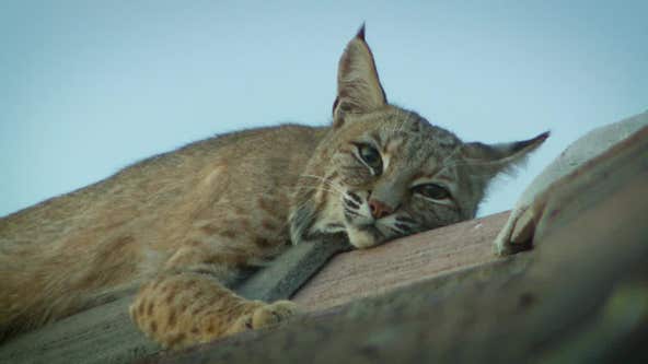 Bobcat hanging out at Arizona home