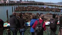 San Francisco sea lion population booming