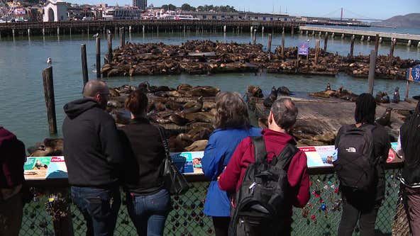 San Francisco sea lion population booming