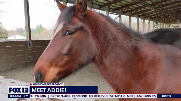 Pet of the Week: Addie
