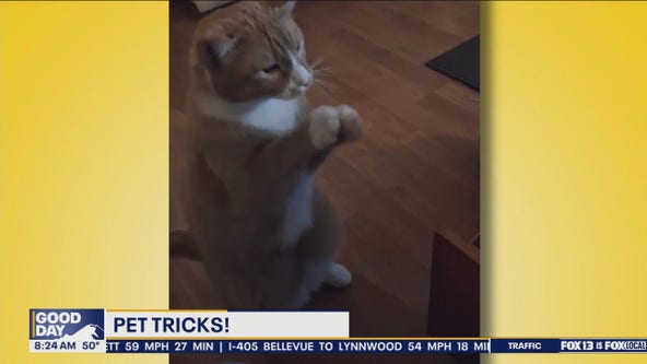 Good Day Pet Tricks for Tuesday, April 23