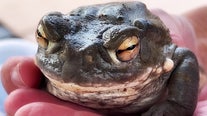 Experts voice caution for pen owners over dangers of Sonoran Desert Toad