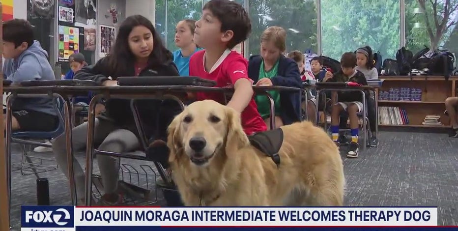 Cool School: Therapy dog is a big hit at East Bay school