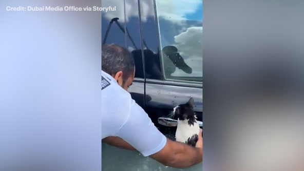 Dubai police rescue cat clinging to car stuck in floodwaters