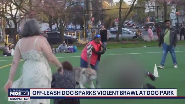 Off-leash dog sparks violent brawl at Seattle's Cal Anderson Park
