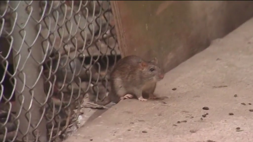 The 'simple thing' to help reduce the NYC rat population