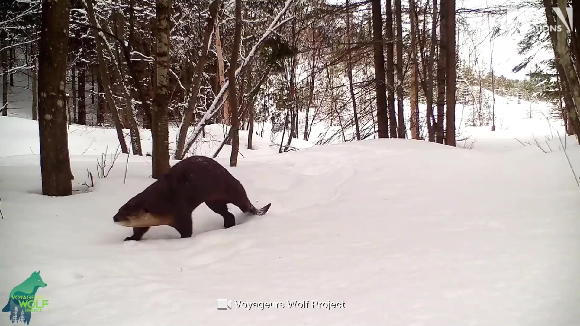 Otters slide on snow: MN animal montage