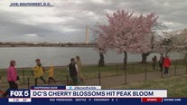 DC's cherry blossoms hit peak bloom