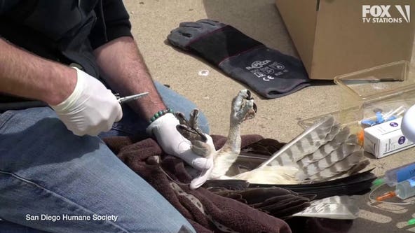 Osprey rescued after leg, claws were wrapped in fishing line