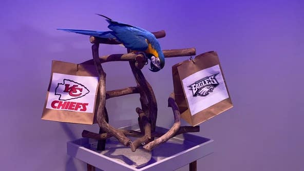 Chiefs or Eagles in Super Bowl: Orlando Science Center animals make their picks