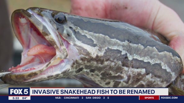 Maryland's plan to rebrand the invasive Snakehead Fish