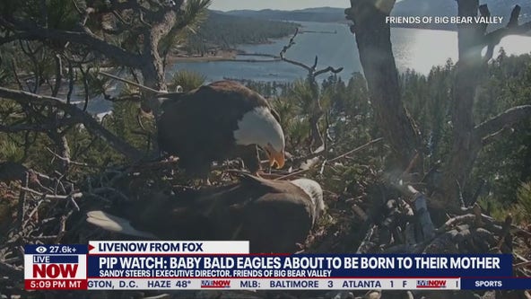 Bald Eagle chicks could hatch soon in Big Bear, CA