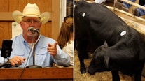 Who Does That? Livestock auctioneer