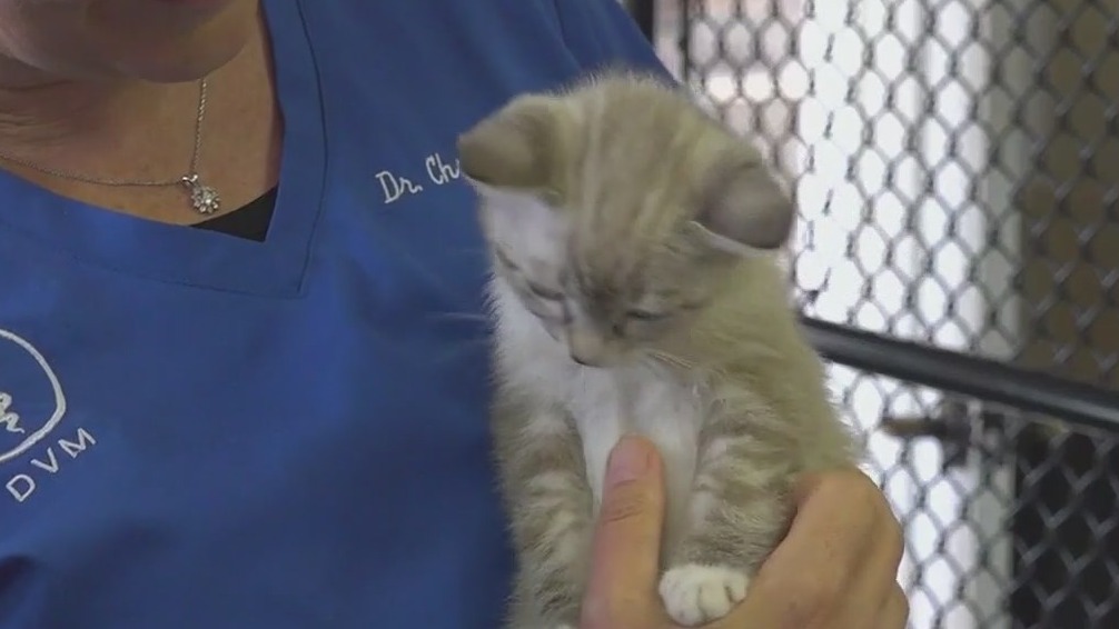 Nationwide veterinarian shortage worries pet owners