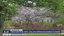 Cherry blossoms bloom at Dallas Arboretum