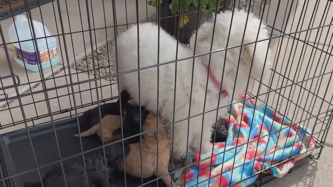 7 puppies saved from a house fire in Phoenix