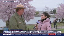 Thousands arrive in DC for National Cherry Blossom Festival