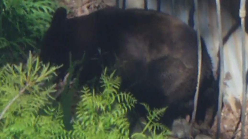 Black Bear roams around Castaic Lake