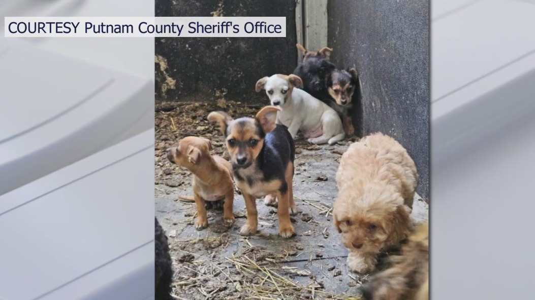 Tampa rescue speaks out after free dog giveaway