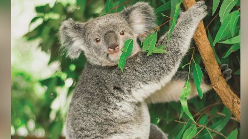 Brookfield Zoo to welcome koalas for the first time in its 90-year history
