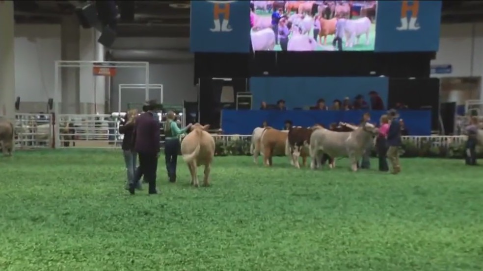 Junior Market Steer Selection at the Houston Livestock Show and Rodeo