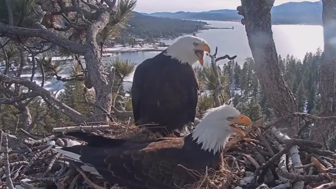 Eagles Jackie and Shadow protecting trio of eggs