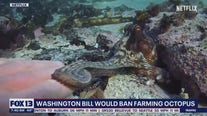 Washington bill would ban octopus farming